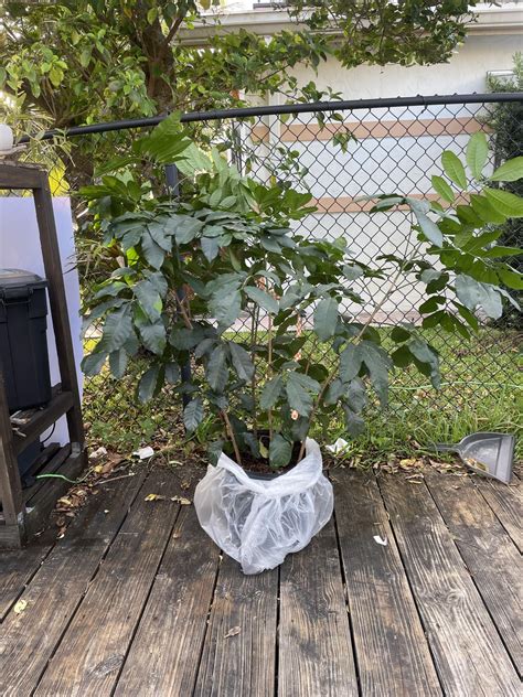 natal mahogany plant soil